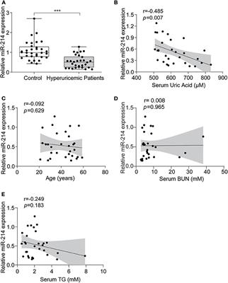 miR-214 Protects Against Uric Acid-Induced Endothelial Cell Apoptosis